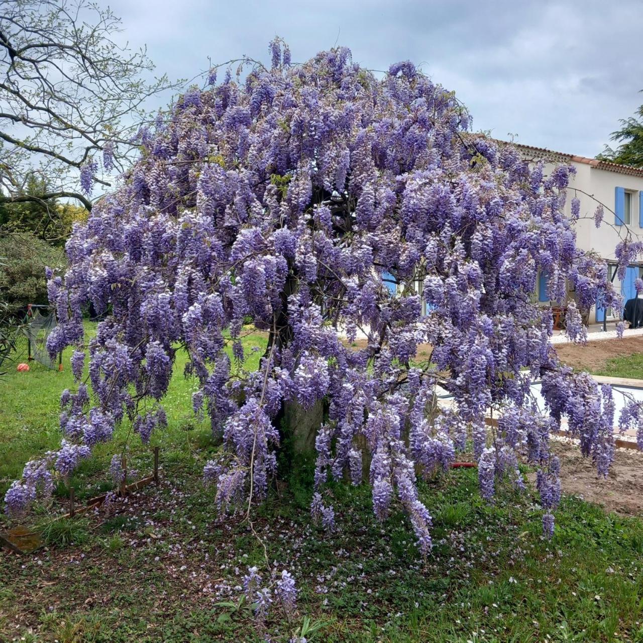 Le Petit Mas Des Alpilles En Provence Villa Saint-Etienne-du-Gres ภายนอก รูปภาพ